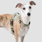 Anti-Pull Quick-Release Dog Harness