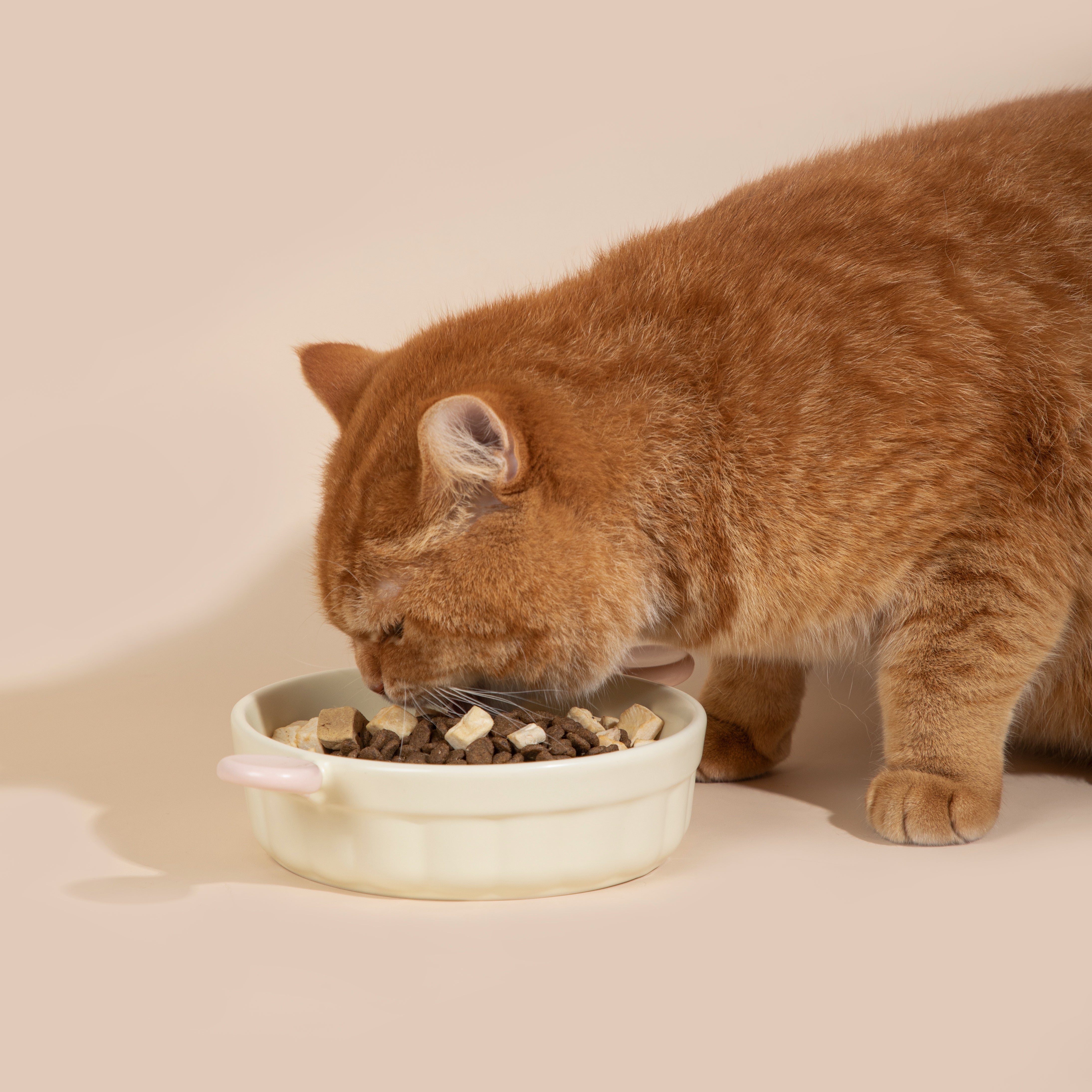 Mini Handle Ceramic Pet Bowl Secondary image