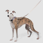 Adjustable Anti-Pull Training Collar