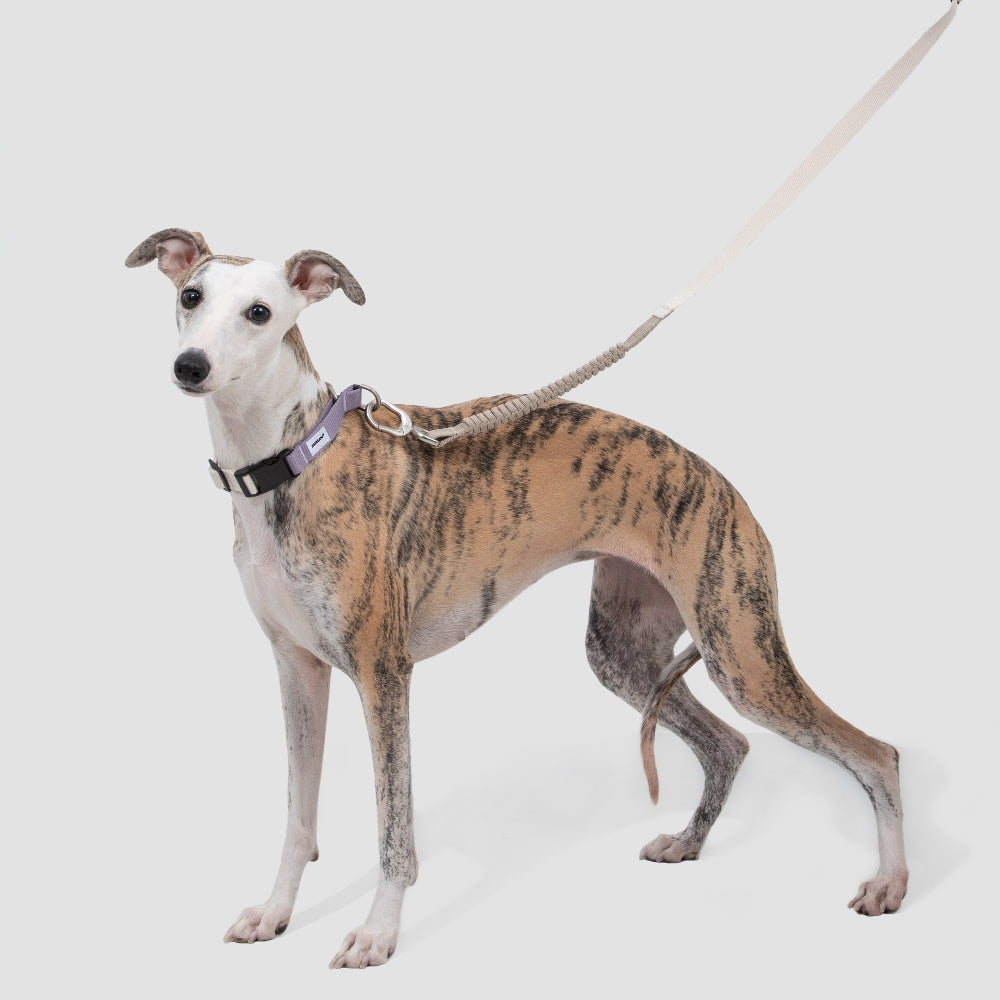Adjustable Anti-Pull Training Collar