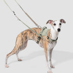 Anti-Pull Quick-Release Dog Harness