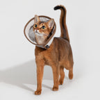 Mesh Pet Cone Collar