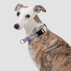 Adjustable Anti-Pull Training Collar