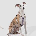 Lightweight H-Style Harness & Leash Set