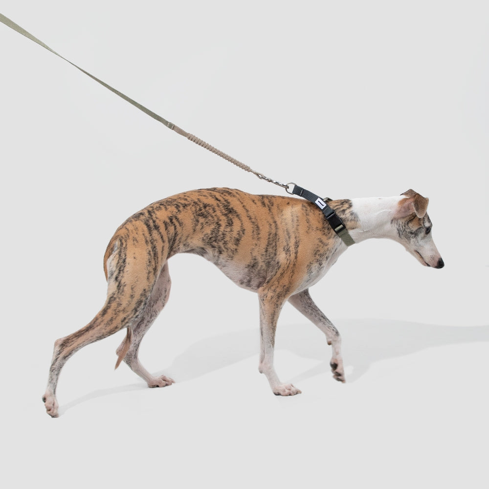 Adjustable Anti-Pull Training Collar