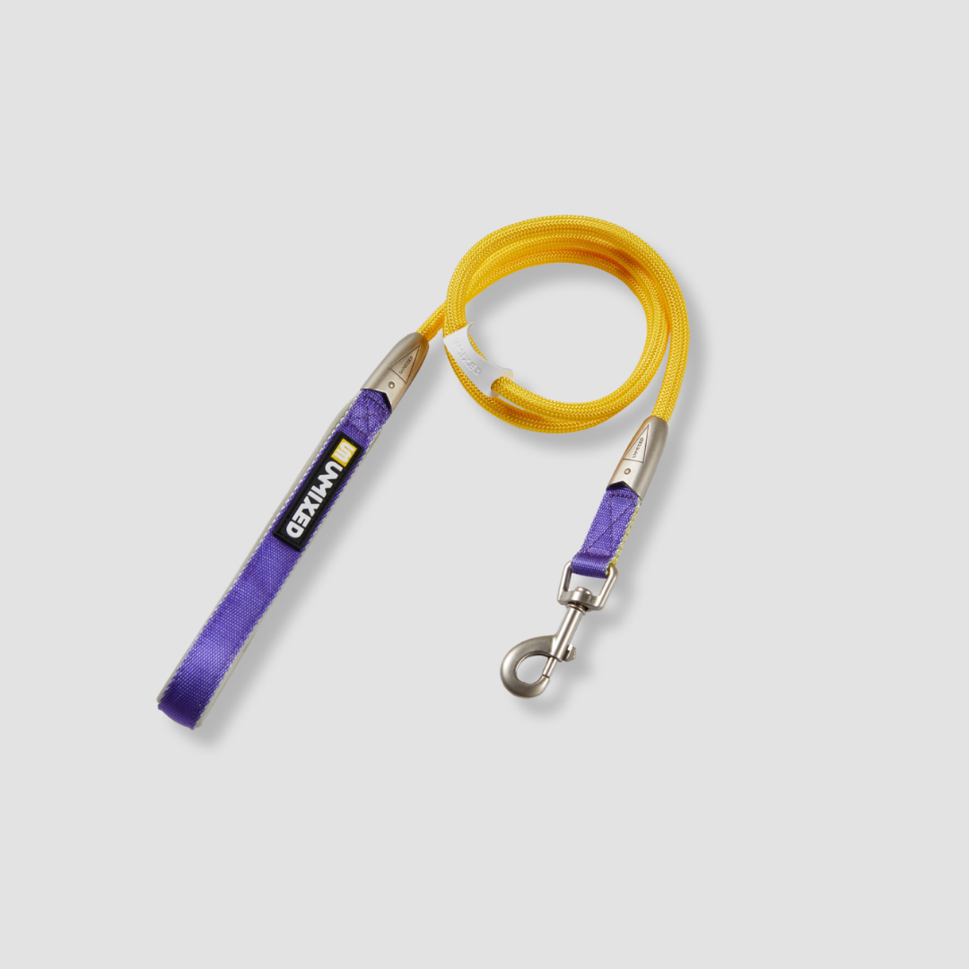 color block dog leash for daily walks