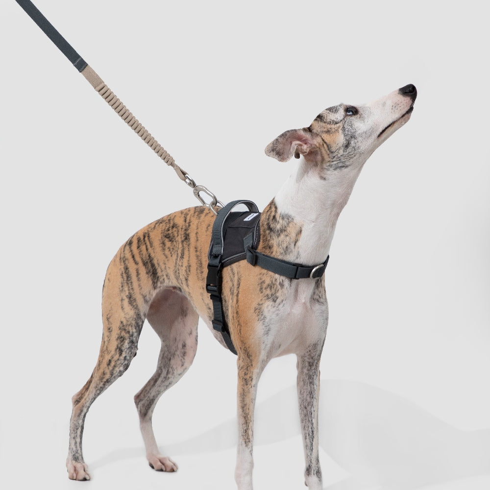 Anti-Pull Quick-Release Dog Harness