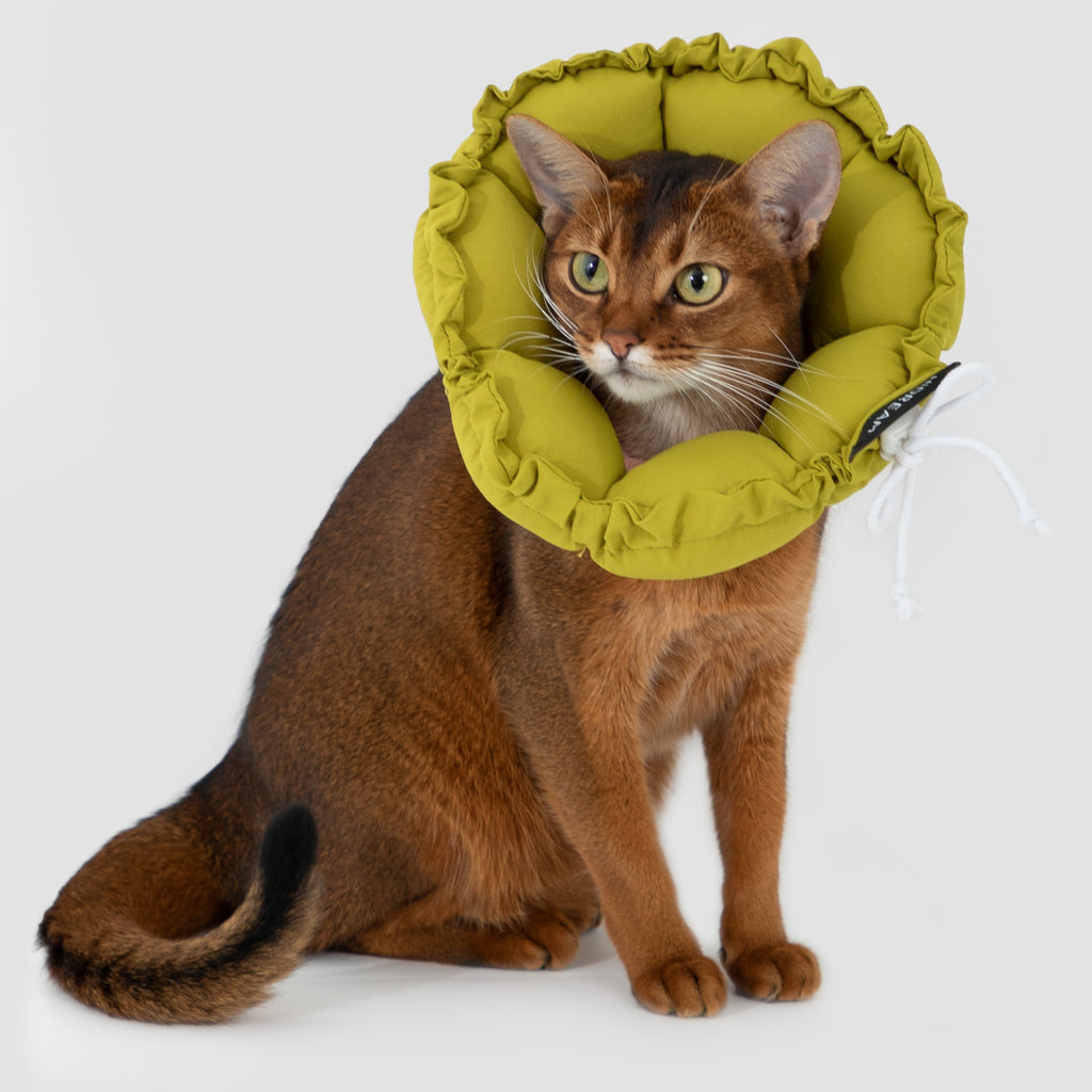 floral padded pet recovery cone collar
