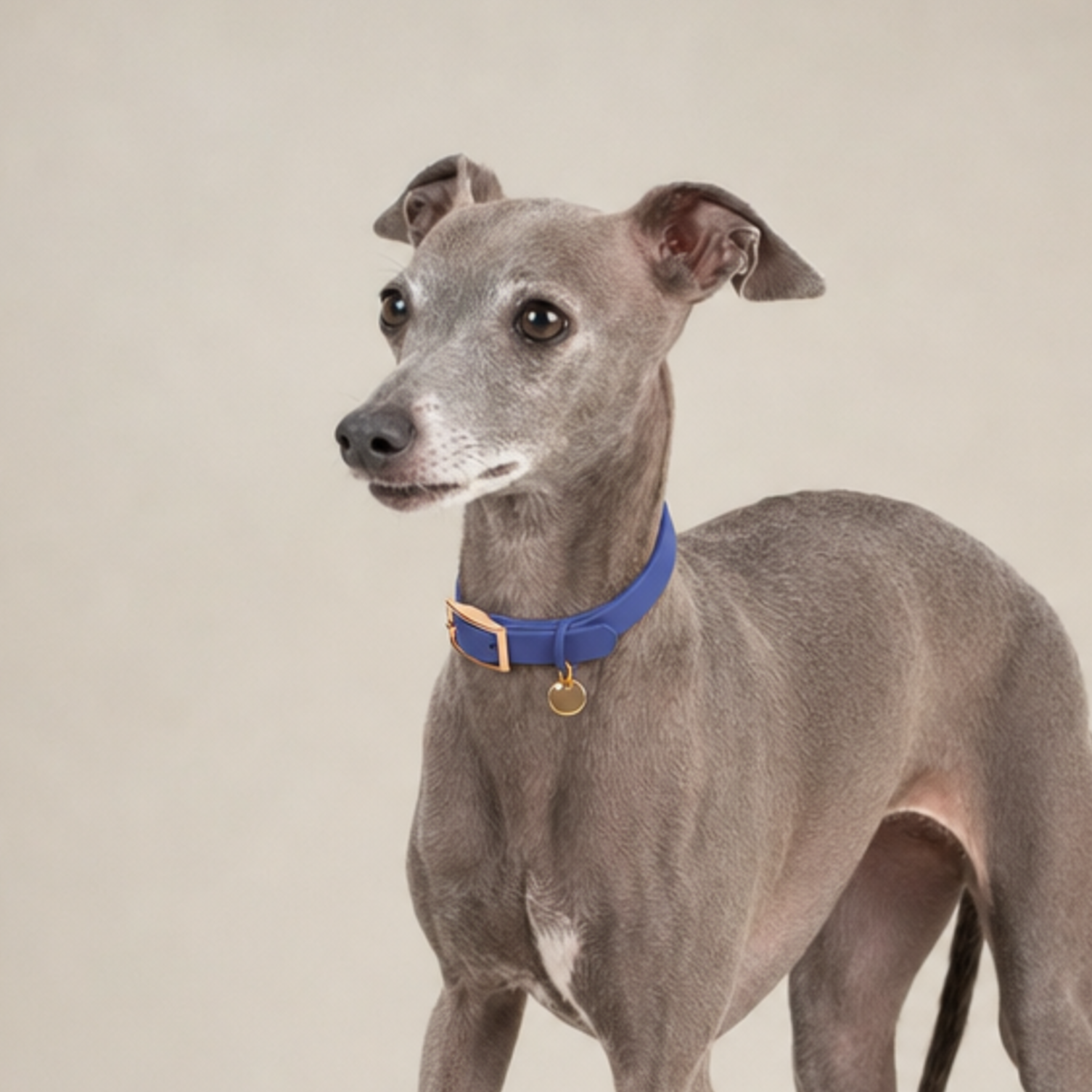 CloudFit Collar Secondary image