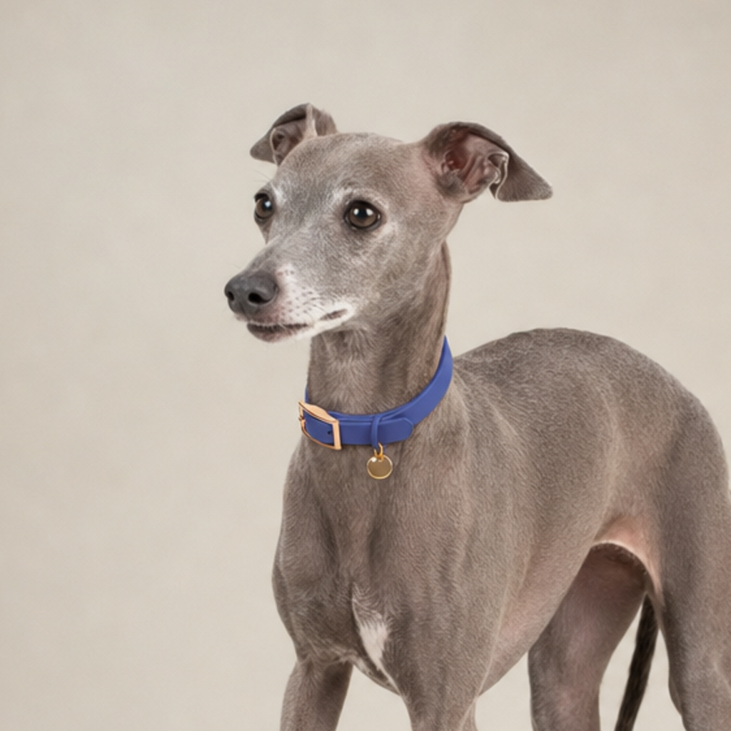 CloudFit Collar