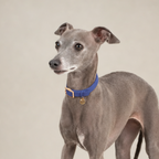 CloudFit Collar