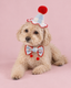 Cheery on Top Party Set