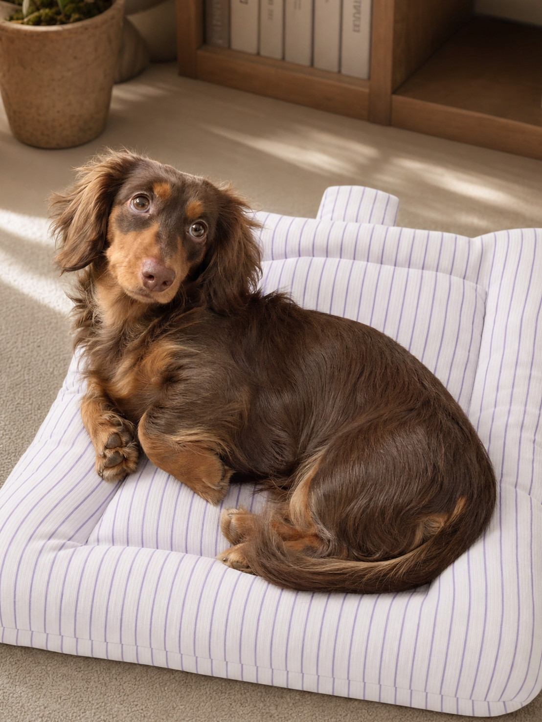Dog sitting on a striped pet bed in a cozy room with books and a plant.