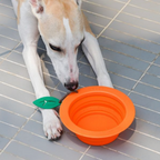 dog drinking from collapsible orange bowl
