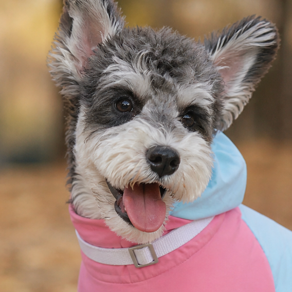 breezeshield outdoor dog jumpsuit