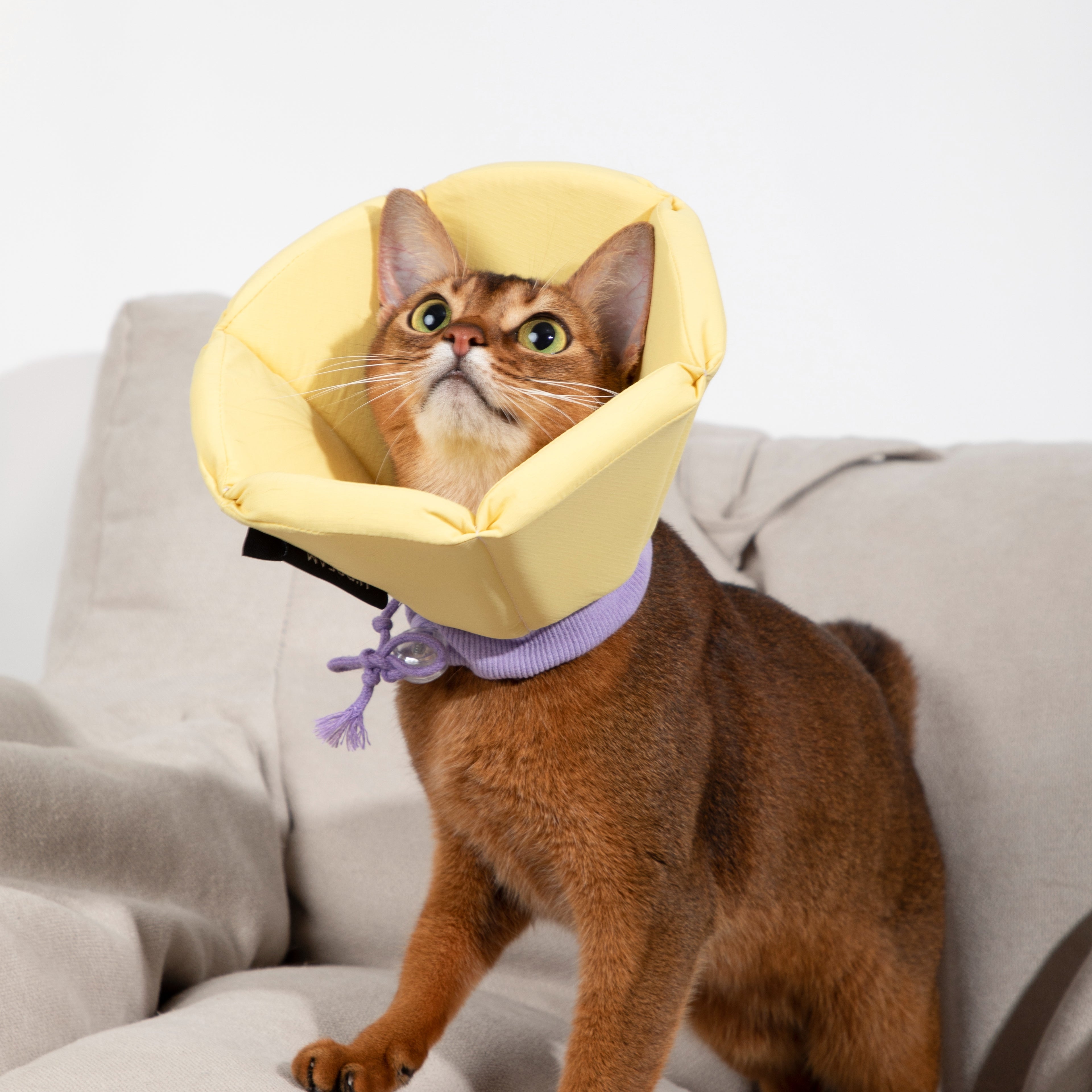 Pet Cone Collar