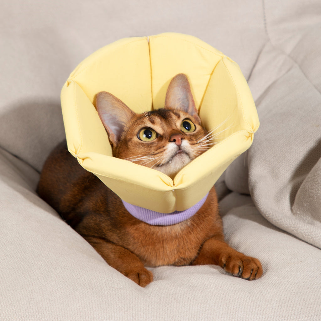 Pet Cone Collar