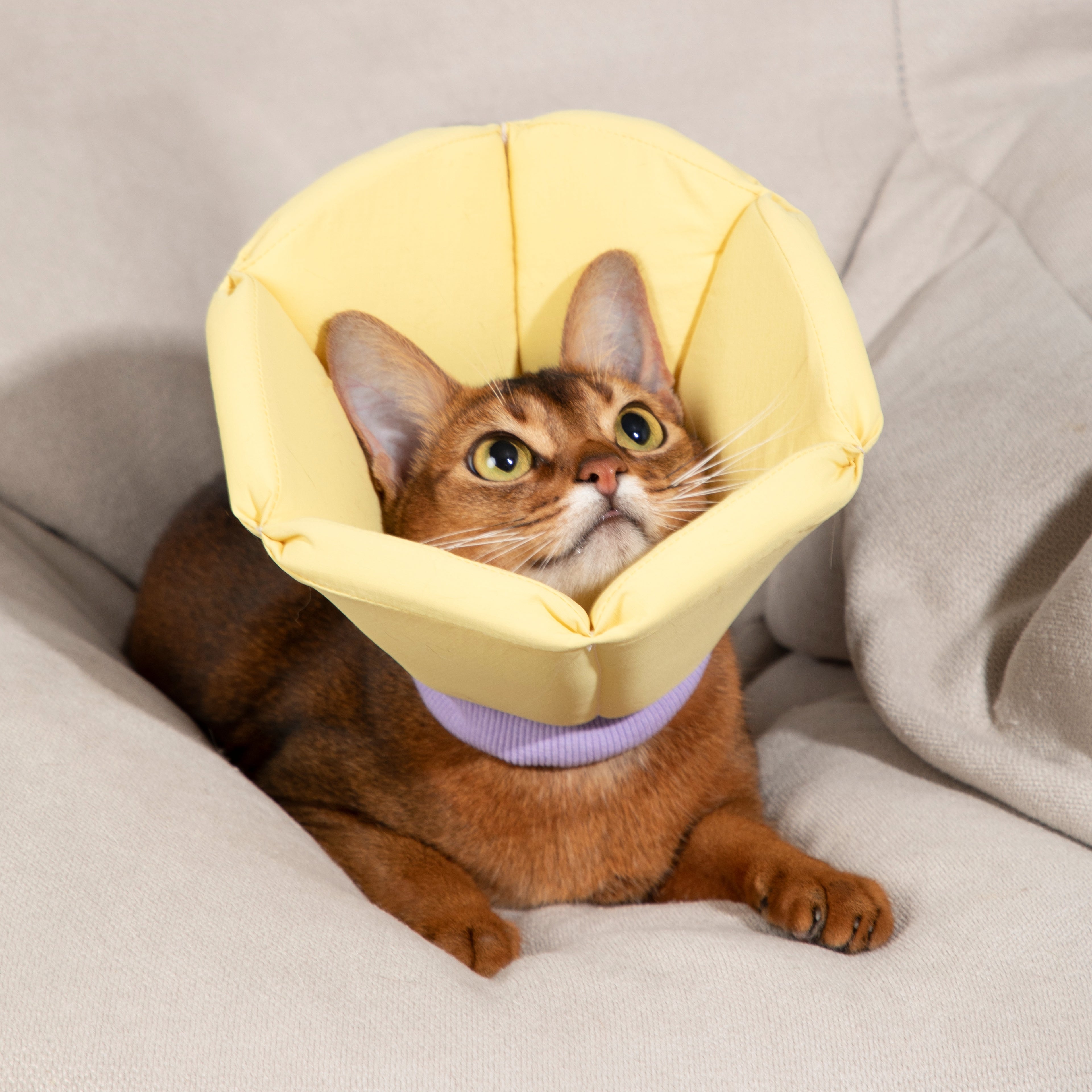Pet Cone Collar