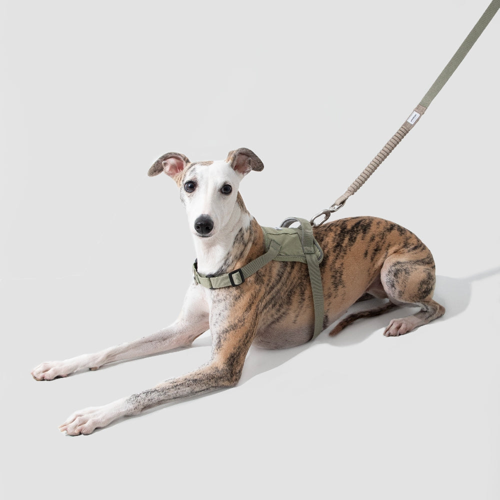 Multi-Use Dog Leash