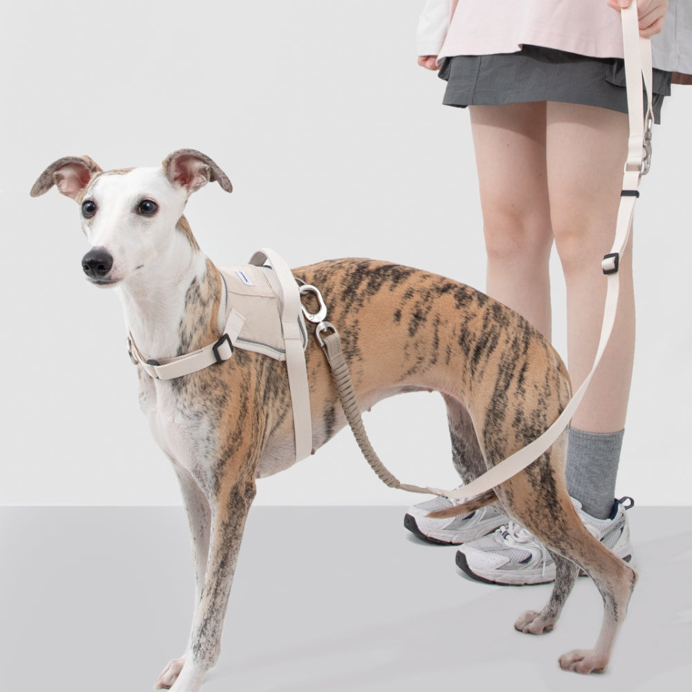 Dog wearing a harness and leash with a person standing behind it on a plain background