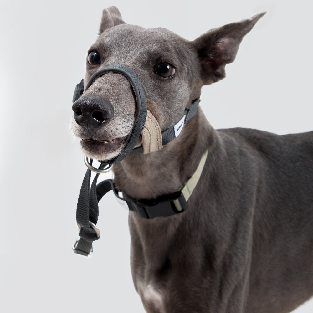 Gentle-Control Dog Harness
