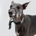Gentle-Control Dog Harness