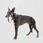 Gentle-Control Dog Harness