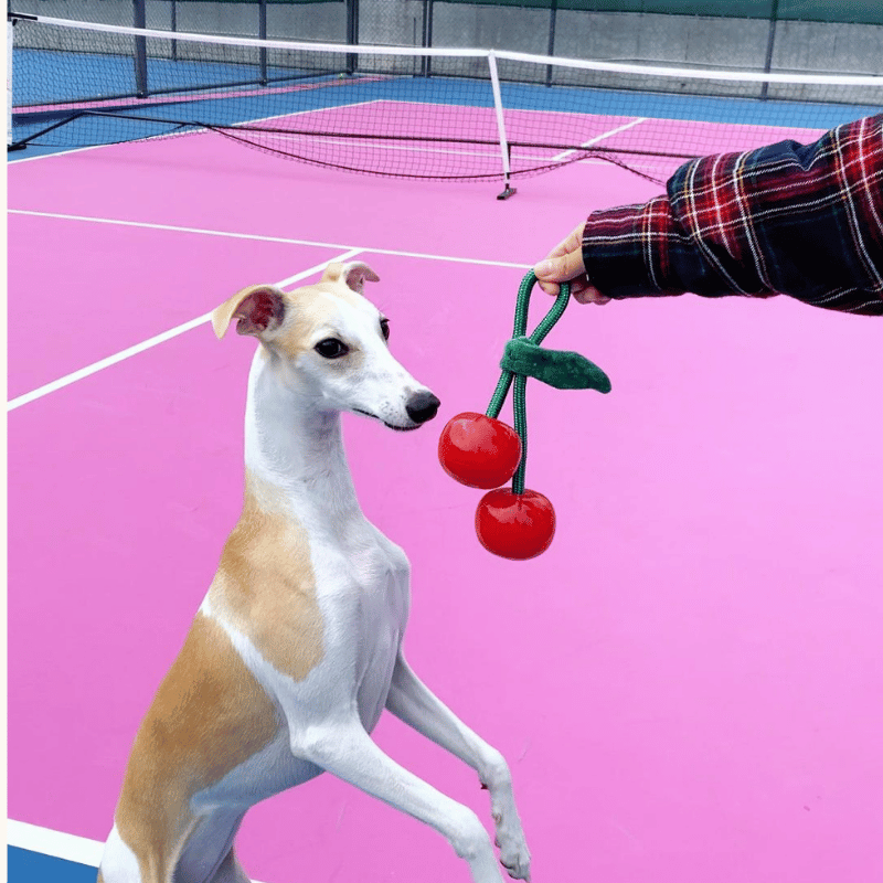 Dog on a tennis court with a toy held by a person