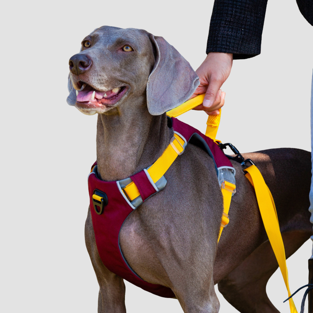 trailflex adjustable outdoor dog harness