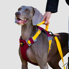 trailflex adjustable outdoor dog harness