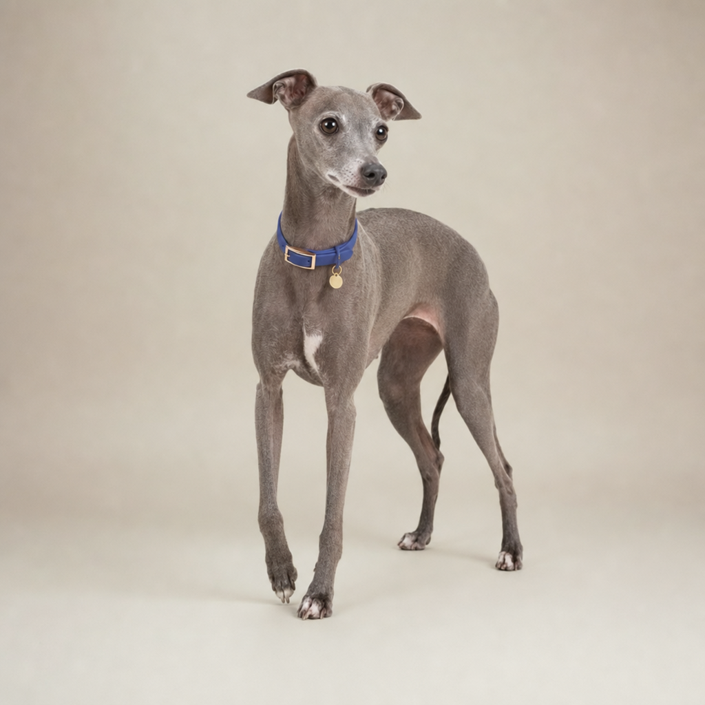 CloudFit Collar