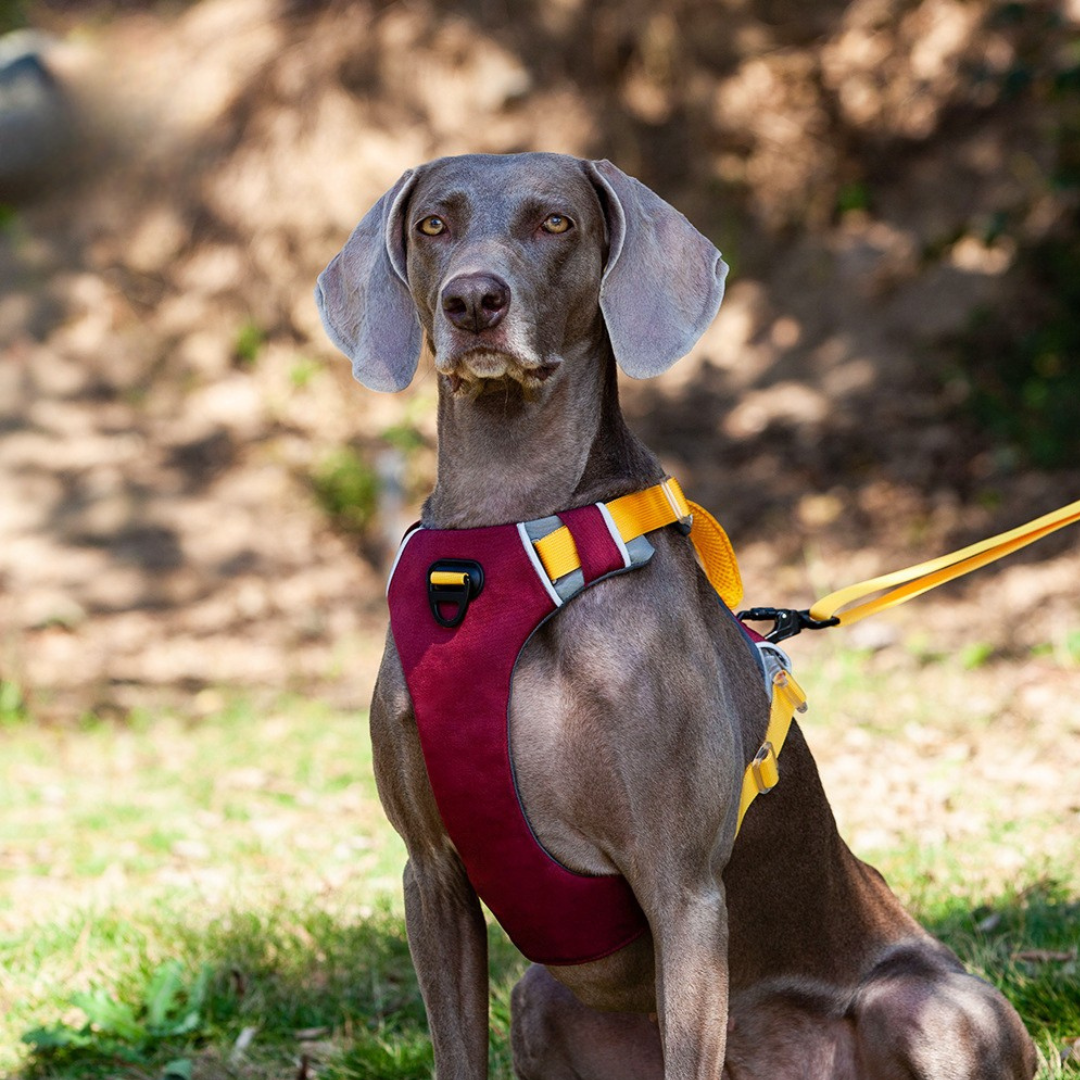 trailflex adjustable outdoor dog harness