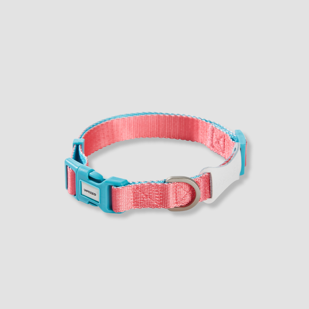 adjustable color block dog collar