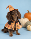 Pumpkin Hour Witch Set