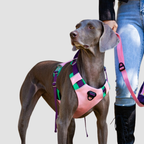 trailflex adjustable outdoor dog harness