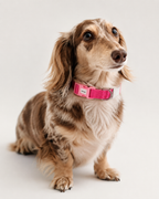 Color-block Collar