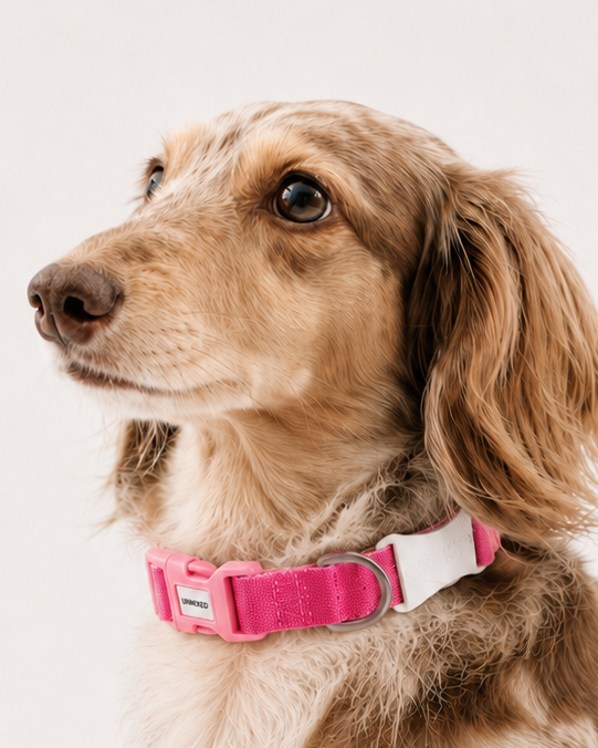 Color-block Collar