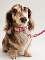 Color-block Leash