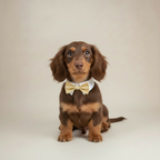 Picnic Bow Tie